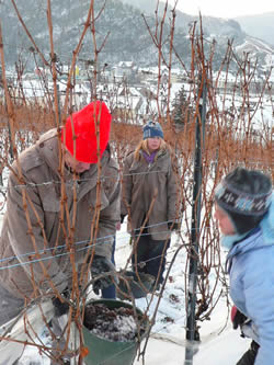 Eiswein2009