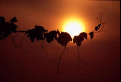 Austria harvest 2010