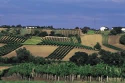 Austria harvest 2010